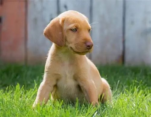 Dzeltenais labradora vizsla maisījums ar rozā degunu sēž zālienā_Jared Cook_shutterstock