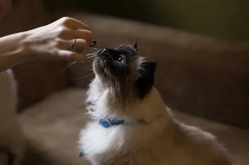 femme pendre donnant une friandise à un chat