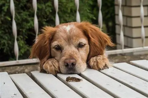 Brittany Spaniel