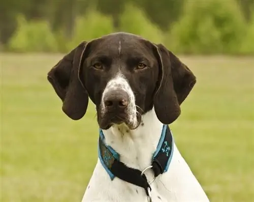 Impormasyon ng Lahi ng Aso ng German Shorthaired Lab