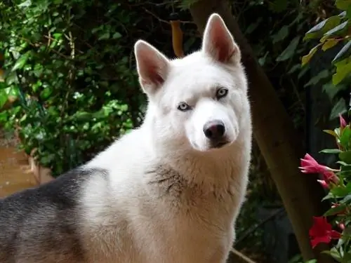 Siberian Husky