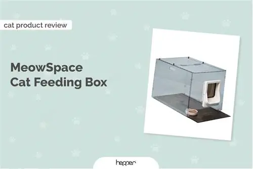 MeowSpace Cat Feeding Box Review 2023 – Voors, tegens & Oordeel