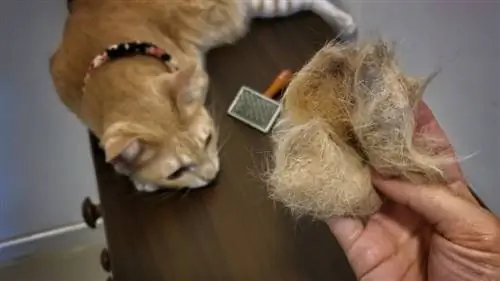 Katze nach dem Fellbürsten