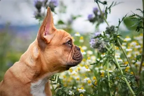 Vista de perfil lateral de Bulldog Francés leonado rojo