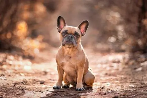 Red French Bulldog: Facts, Origin & History (with Pictures)