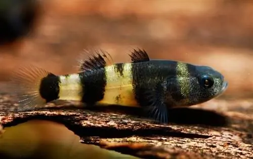 bumblebee-goby_Pavaphon-Supanantananont_shutterstock