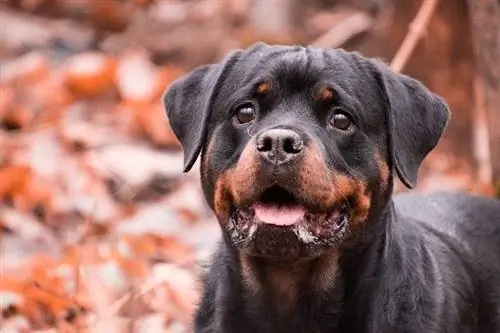 100+ Rottweiler-navn: Ideer for unike & sterke hunder