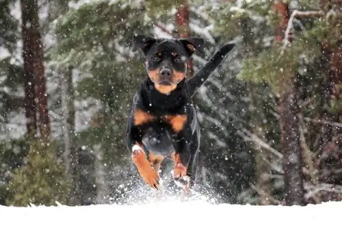 Rottweiler sa niyebe