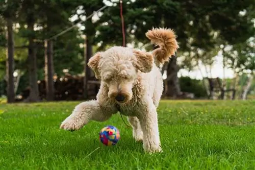 Goldendoodle играе с топка в парк