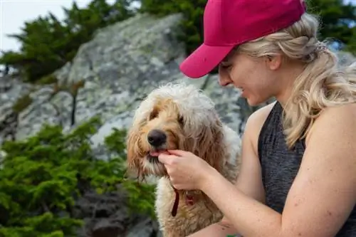 donna che dà delizia al suo cane goldendoodle nella natura