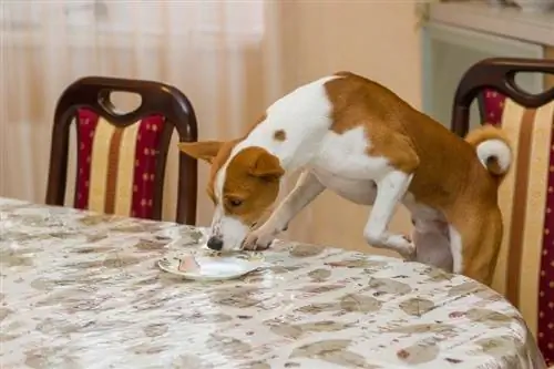 σκύλος Basenji που τρώει τα αποφάγια σε ένα τραπέζι