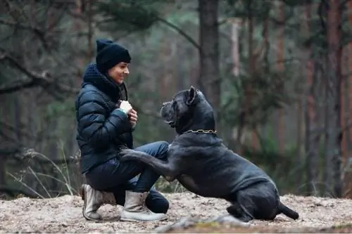 Mujeres haciendo entrenamiento de perros en un mastín corso de caña de color atigrado en el bosque