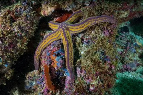 starfish sa sea corals