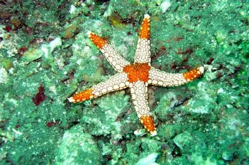 starfish sa dagat sa ilalim ng tubig