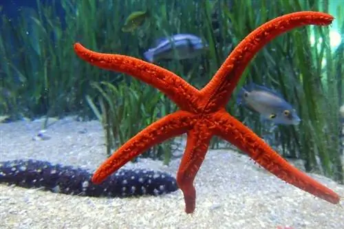 Què mengen les estrelles de mar a la natura & com a mascotes?