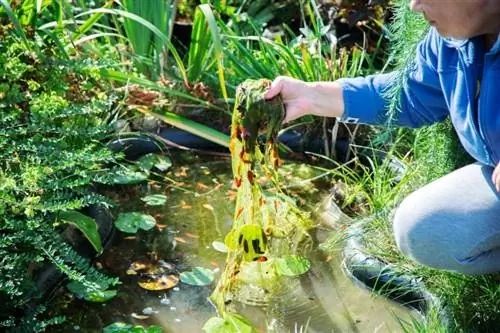 neteja de l'estany del jardí