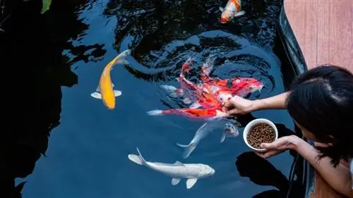 alimentación de peces koi