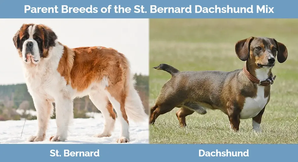 Raças progenitoras de St. Bernard Dachshund Mix