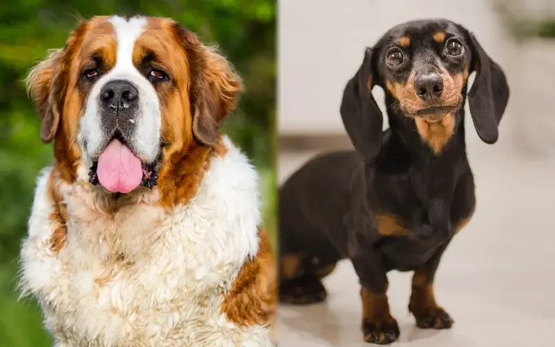 St. Bernard Dachshund: Imagens, Cuidados, Temperamento & Traços