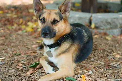 Mélange Chihuahua Berger Allemand: Informations sur la race de chien & Photos