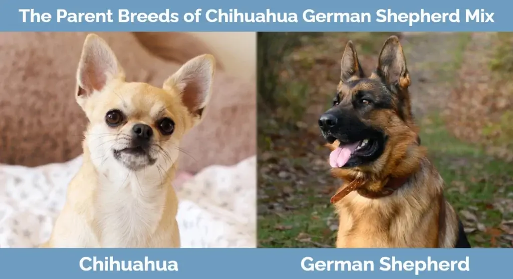 Ang magulang ay nag-aanak ng Chihuahua German Shepherd Mix