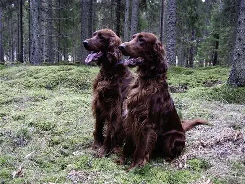 irlandiyalik setter