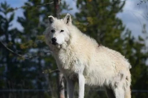 kuvasz putih