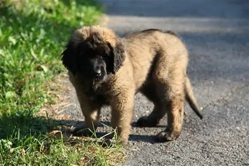 Anak anjing Leonberger