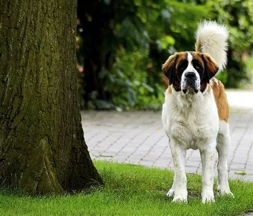 st Bernard