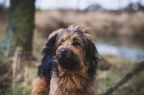 anjing otterhound