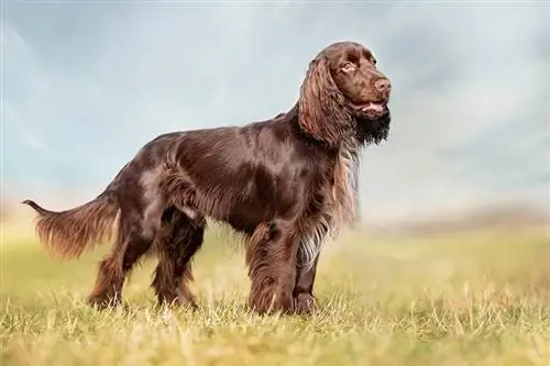 bidang spaniel berdiri di padang rumput