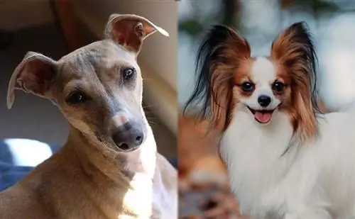 Italian Papihound (Italian Greyhound & Papillon Mix): Imagini, Trăsături & Fapte