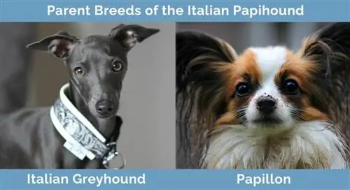 Forældreracer af den italienske papihund