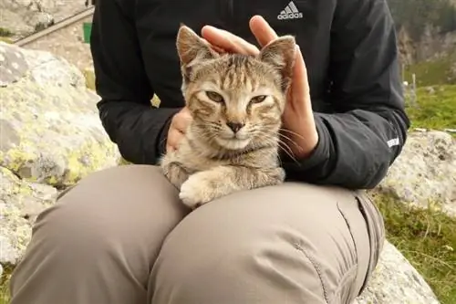 katt som ligger på fanget til mennesker