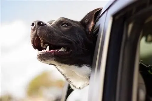 Anjing di dalam mobil