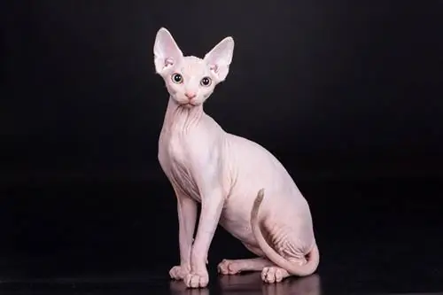 kucing sphynx kanada duduk dalam latar belakang gelap