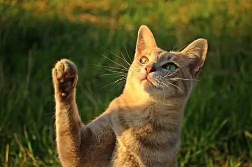 So bringen Sie Ihrer Katze in 8 einfachen Schritten das High-Five bei