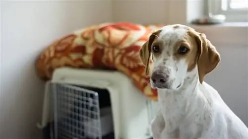 treinamento de caixa de cachorro