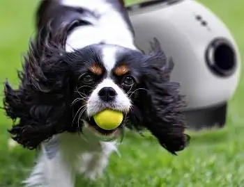 10 Pelancar Bola Anjing Terbaik (Automatik & Manual) - Ulasan 2023