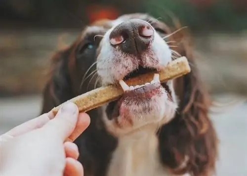 guloseimas orgânicas para cães