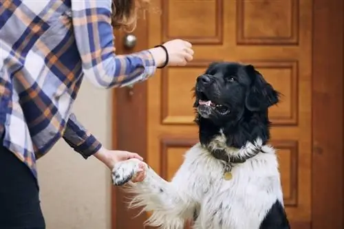 Cão da montanha tcheco comendo guloseimas