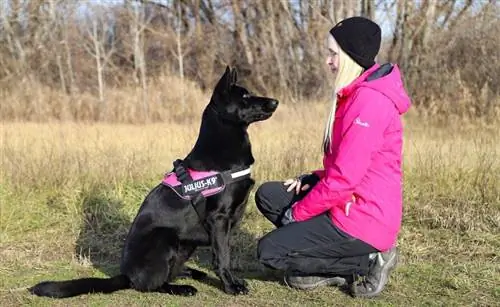 treinamento canino