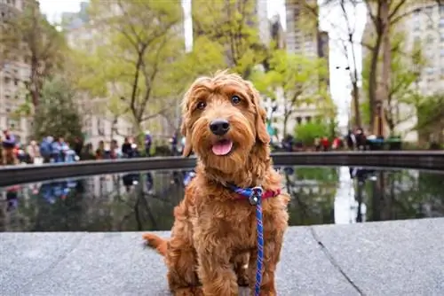 een miniatuur goldendoodle-hond die bij de parkfontein zit