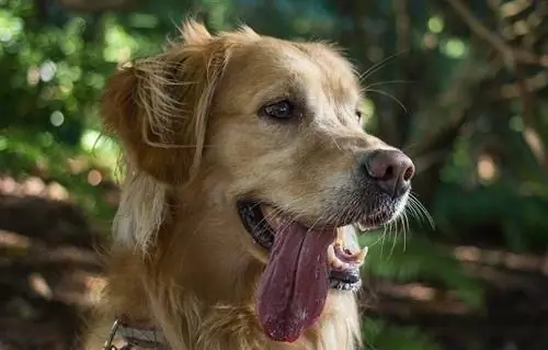 Remédios caseiros para mau hálito de cachorro: 5 dicas naturais