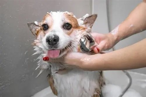 Anjing mandi busa di salon perawatan