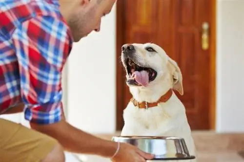 perro de alimentacion