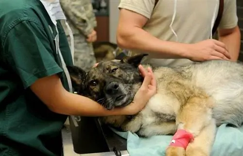 Hond in die veearts kliniek