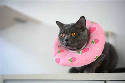 gato negro con collar de almohada