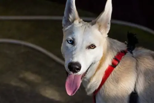 Nakangiting Gerberian Shepsky