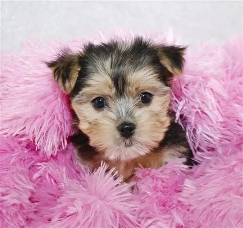 morkie puppy çəhrayı yorğan